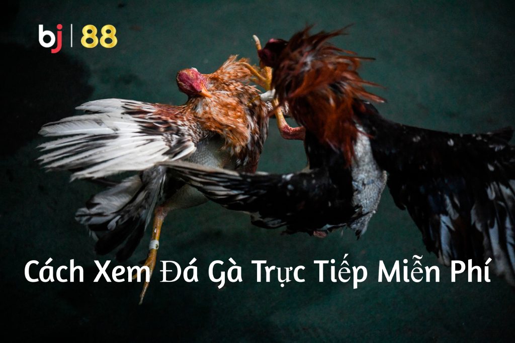 Cách Xem Đá Gà Trực Tiếp Miễn Phí BJ88