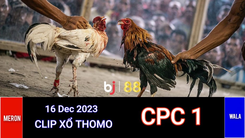 Đá Gà Trực Tiếp CPC1 Bình Luận Viên Thomo Hôm Nay 16/12/2023