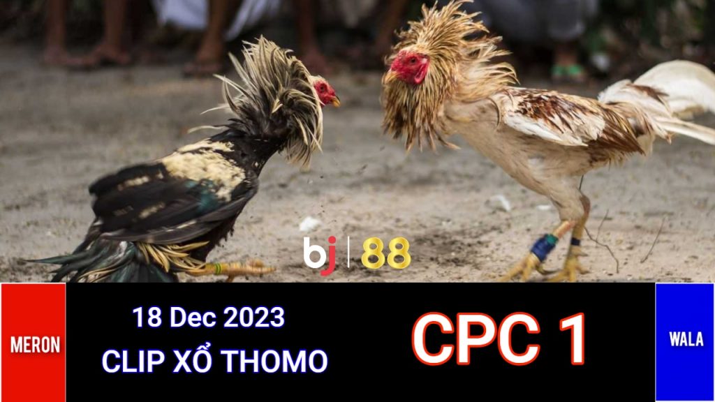 Đá Gà Trực Tiếp CPC1 Bình Luận Viên Thomo Hôm Nay 18/12/2023