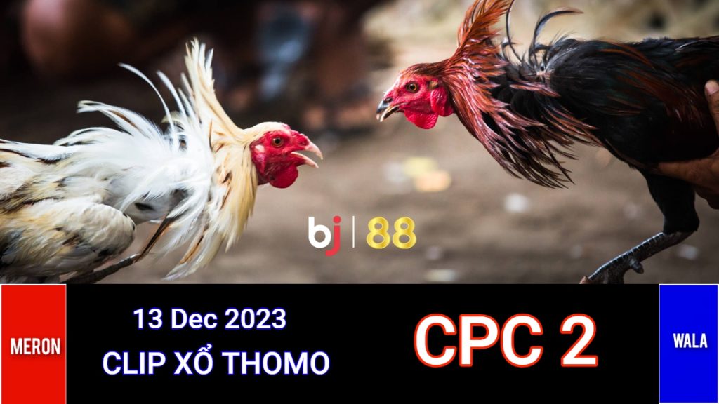 Xem Đá Gà Thomo CPC2 Campuchia Ngày 13/12/2023 – Trực Tiếp và Tổng Hợp