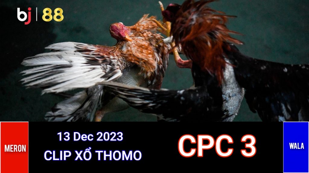 Đá Gà Trực Tiếp CPC3 Bình Luận Viên Thomo Hôm Nay 13/12/2023