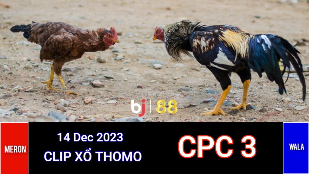 Đá Gà Trực Tiếp CPC3 Bình Luận Viên Thomo Hôm Nay 14/12/2023