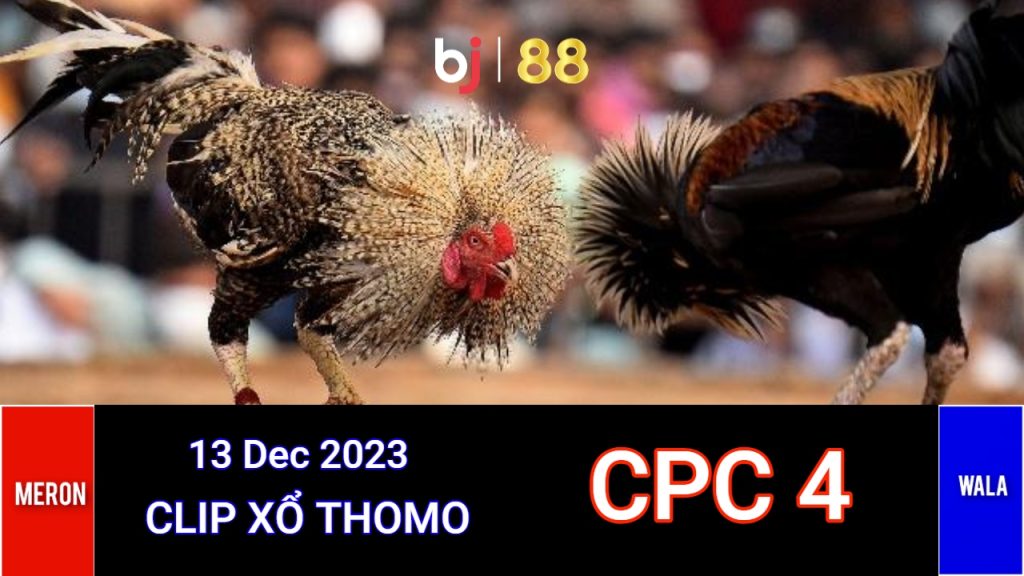 Xem Đá Gà Thomo CPC4 Campuchia Ngày 13/12/2023 – Trực Tiếp và Tổng Hợp