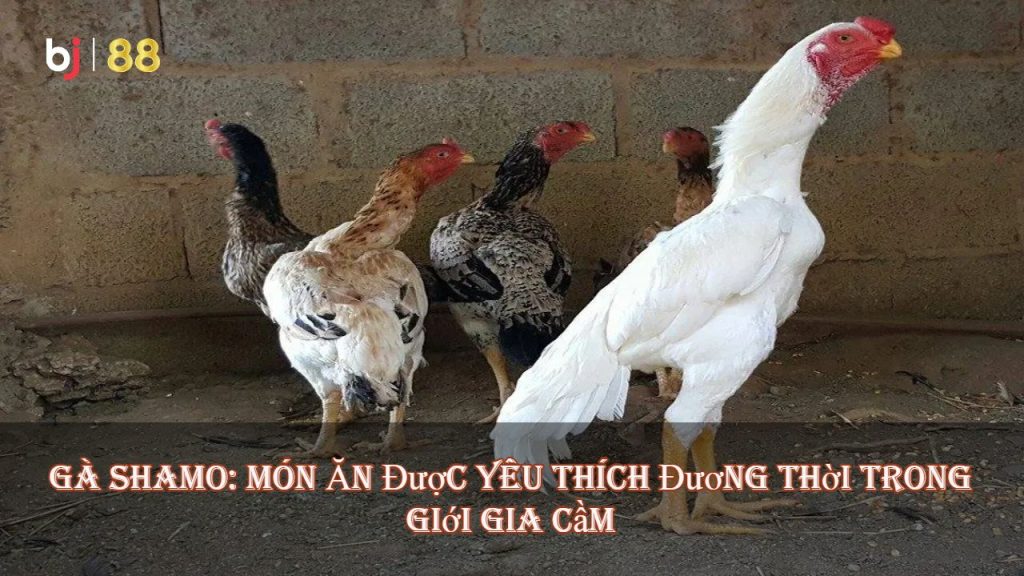 Bj | 88 – Gà Shamo: Món Ăn Được Yêu Thích Đương Thời Trong Giới Gia Cầm