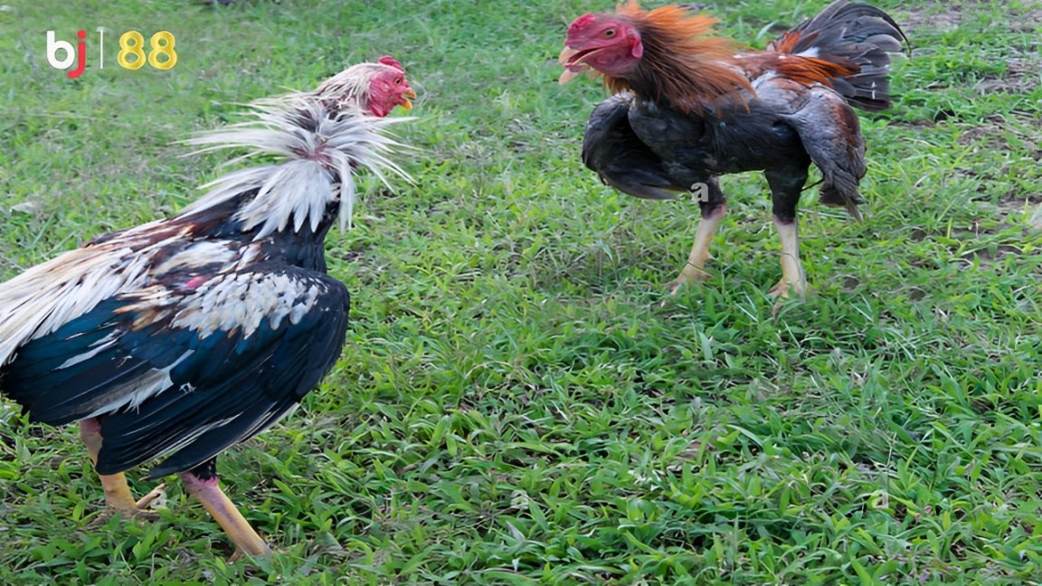 Chiến Lược Vần Đá Gà Mới Nhất Dành Cho Tu Sĩ BJ88 DA GA THOMO