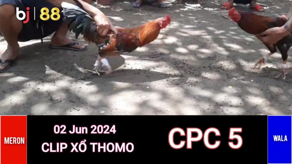 Đá Gà Trực Tiếp CPC5 Bình Luận Viên Thomo Hôm Nay 02/06/2024