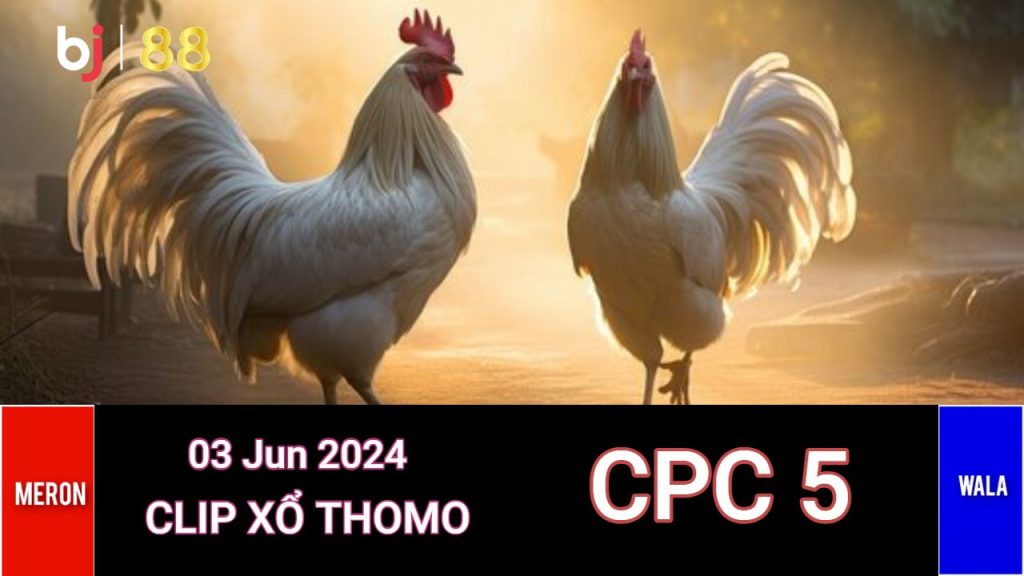 Đá Gà Trực Tiếp CPC5 Bình Luận Viên Thomo Hôm Nay 03/06/2024