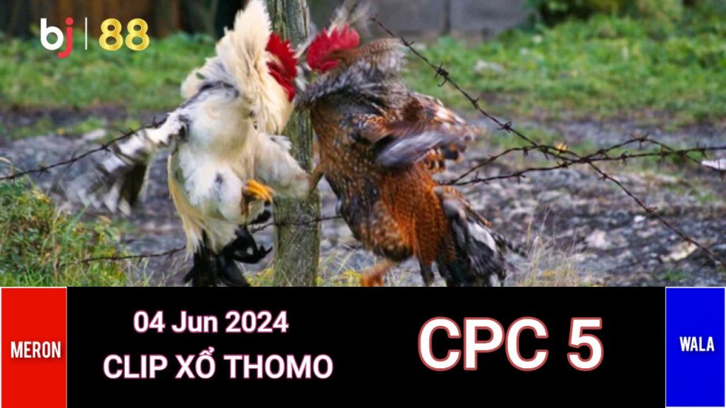 Đá Gà Trực Tiếp CPC5 Bình Luận Viên Thomo Hôm Nay 04/06/2024