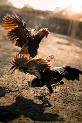 Cock Fighting.